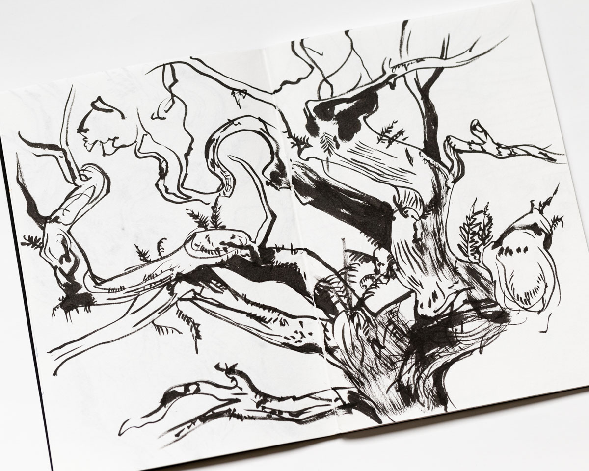 A tree at Wistmans Wood